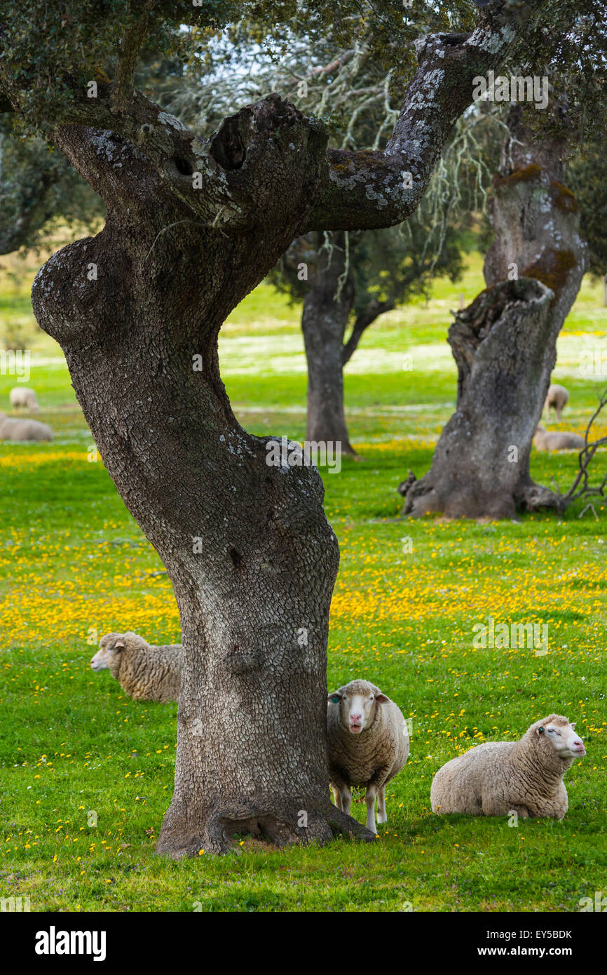 Gli ovini e i lecci - Extremadura Spagna Monfragüe Foto Stock