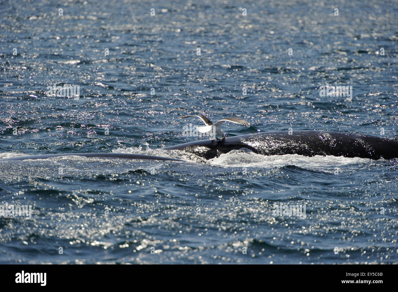 Barnacles on a whale immagini e fotografie stock ad alta risoluzione - Alamy