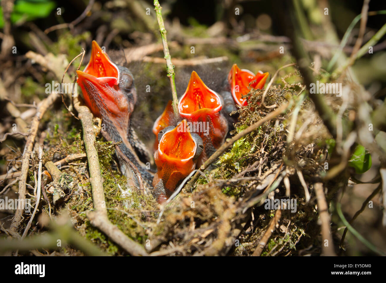 Nido di sparrow pulcini alimentare Foto Stock