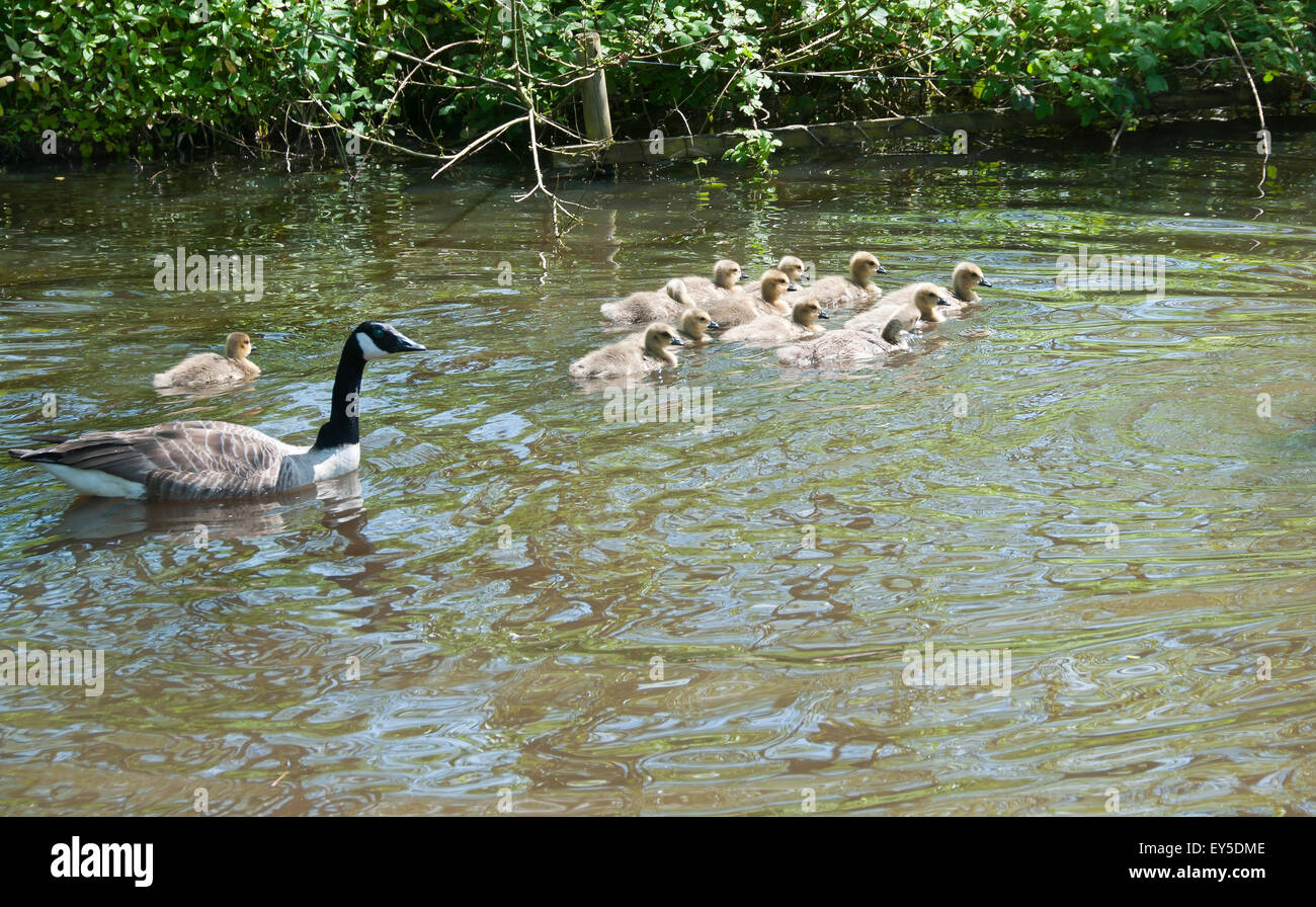 Canada Goose con pulcini sulla molla di stagno Foto Stock
