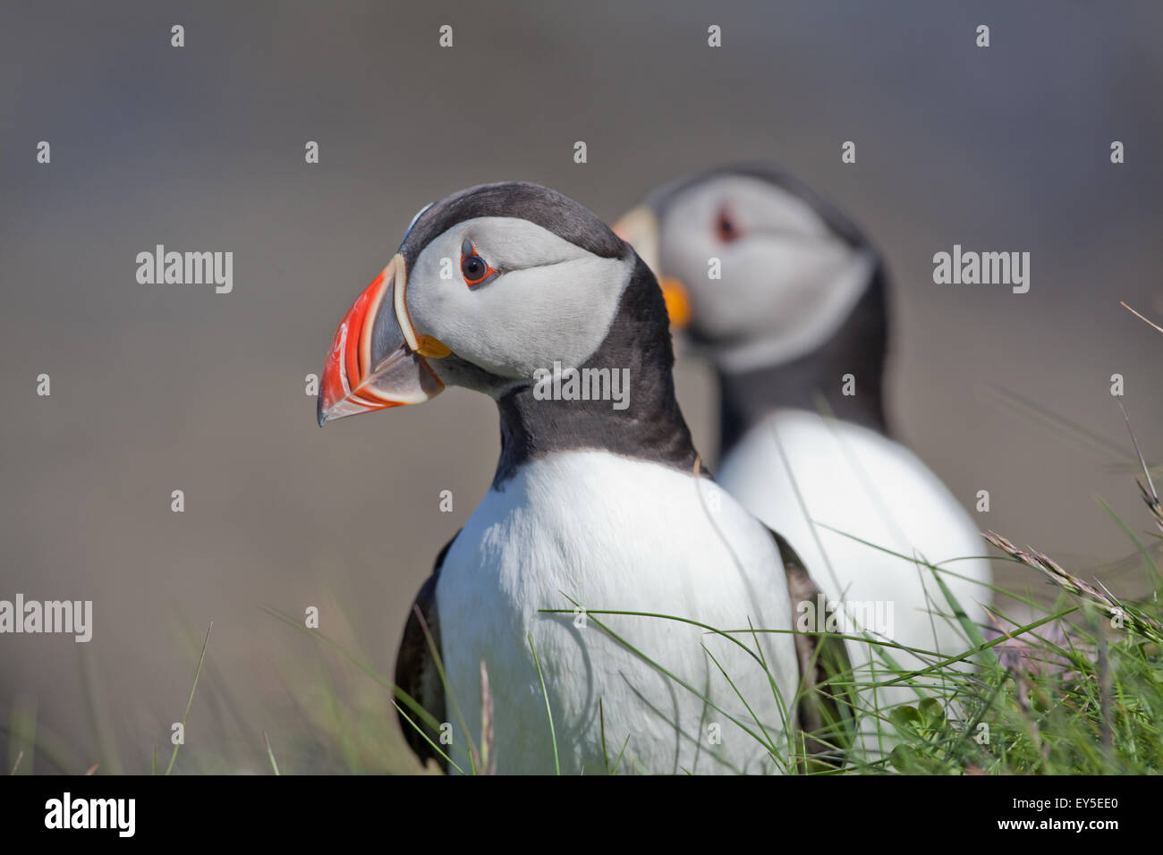 I puffini (Fratercula arctica). Piumaggio di allevamento. Giugno. Staffa. Ebridi Interne. Costa ovest della Scozia. Foto Stock