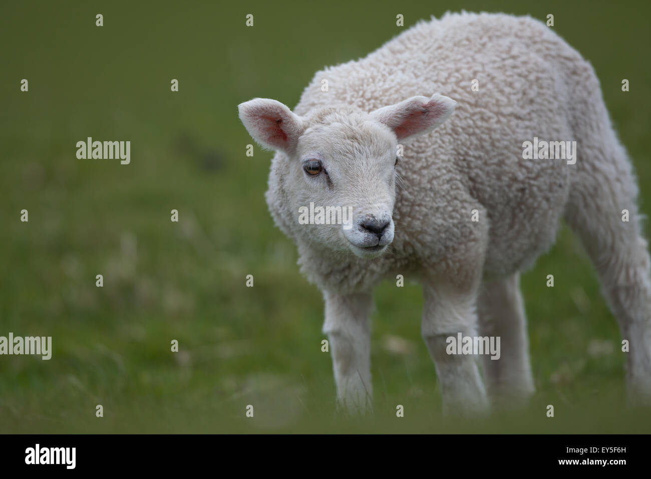 Pecore ( Ovis aries). Agnello di Texel. Iona. Ebridi Interne. Costa ovest della Scozia. Giugno. Foto Stock
