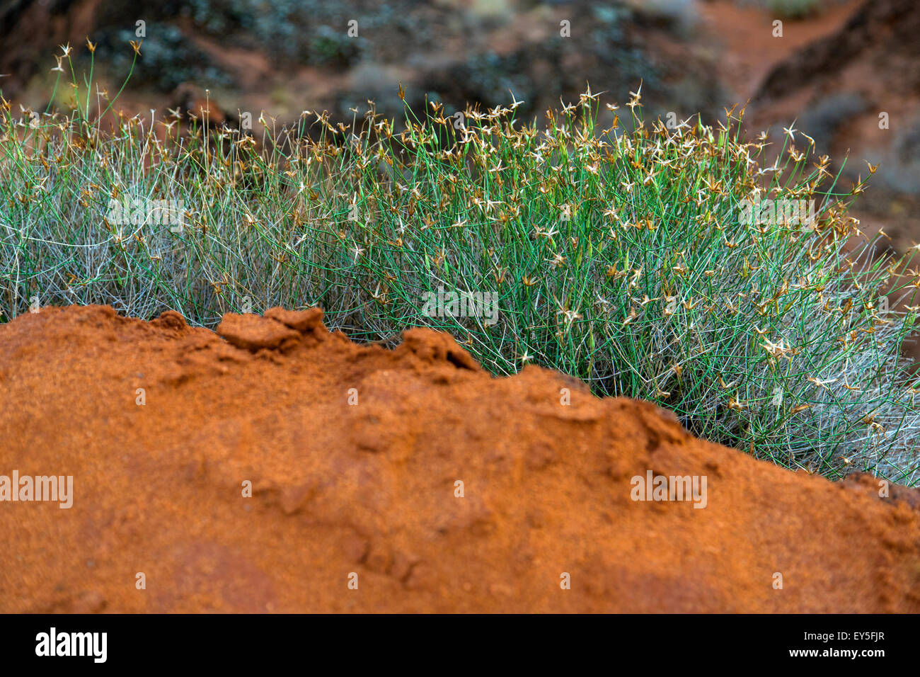Erba e sporco Foto Stock