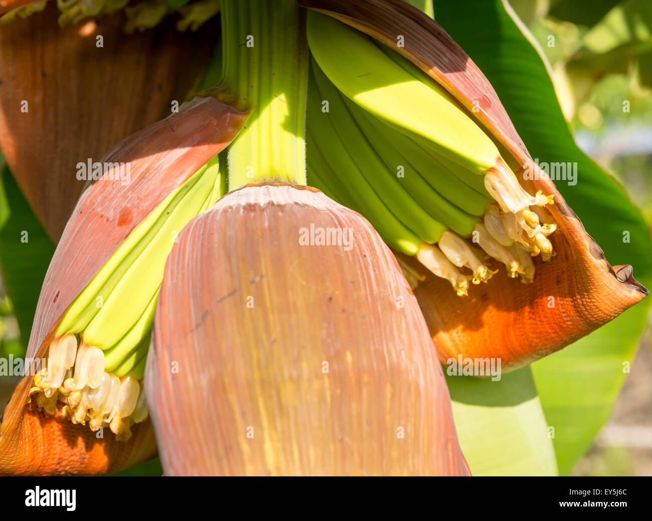 Alberi di banane in una piantagione di banane nel Queensland, Australia Foto Stock