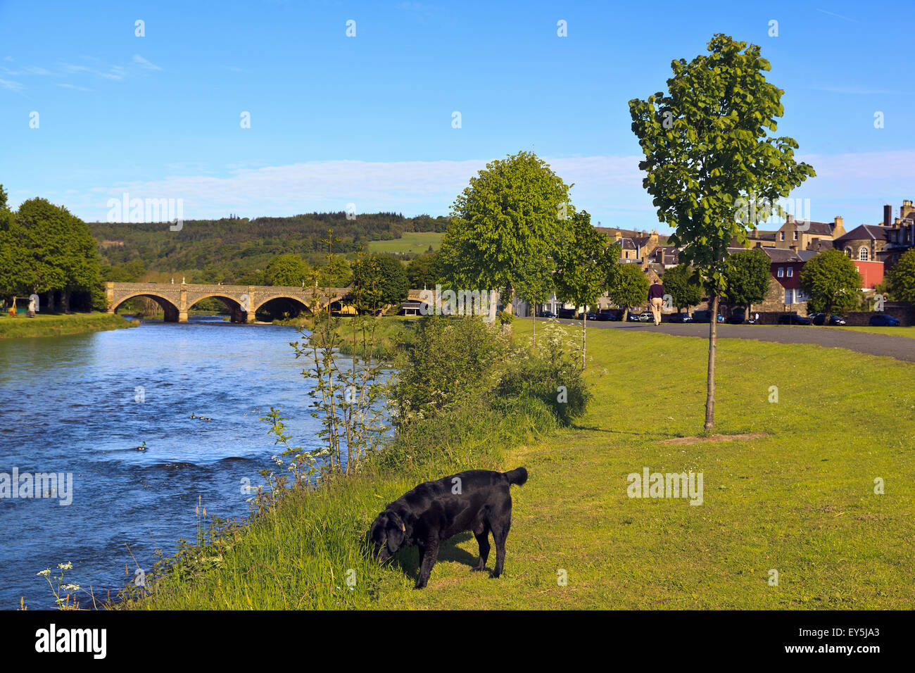 Le rive del fiume Tweed a Peebles, Scozia Foto Stock