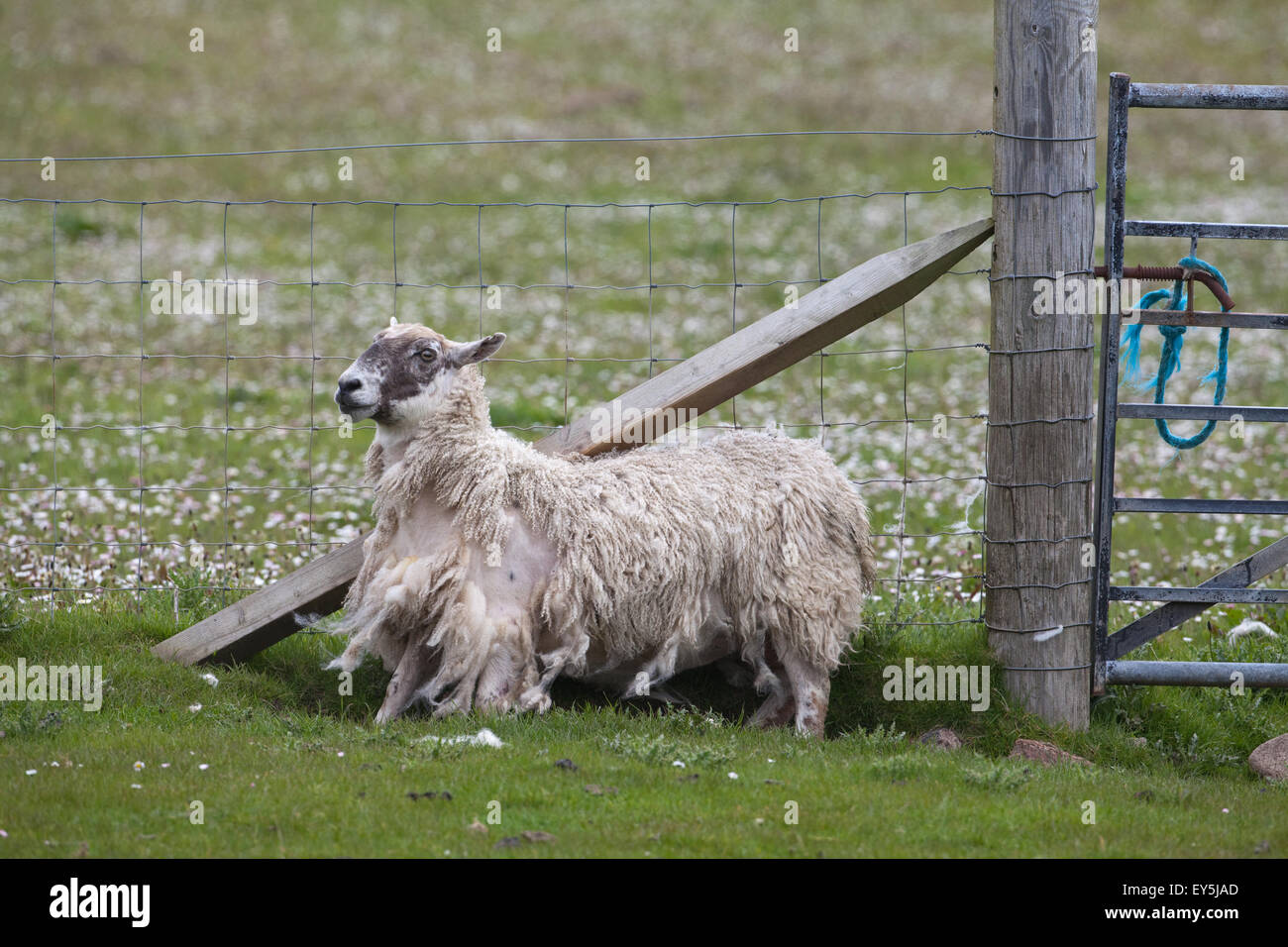 Pecore mulo pecora. Versando la lana naturale. A causa di qualche irritazione, animale energicamente lo sfregamento contro il supporto di recinzione post Foto Stock