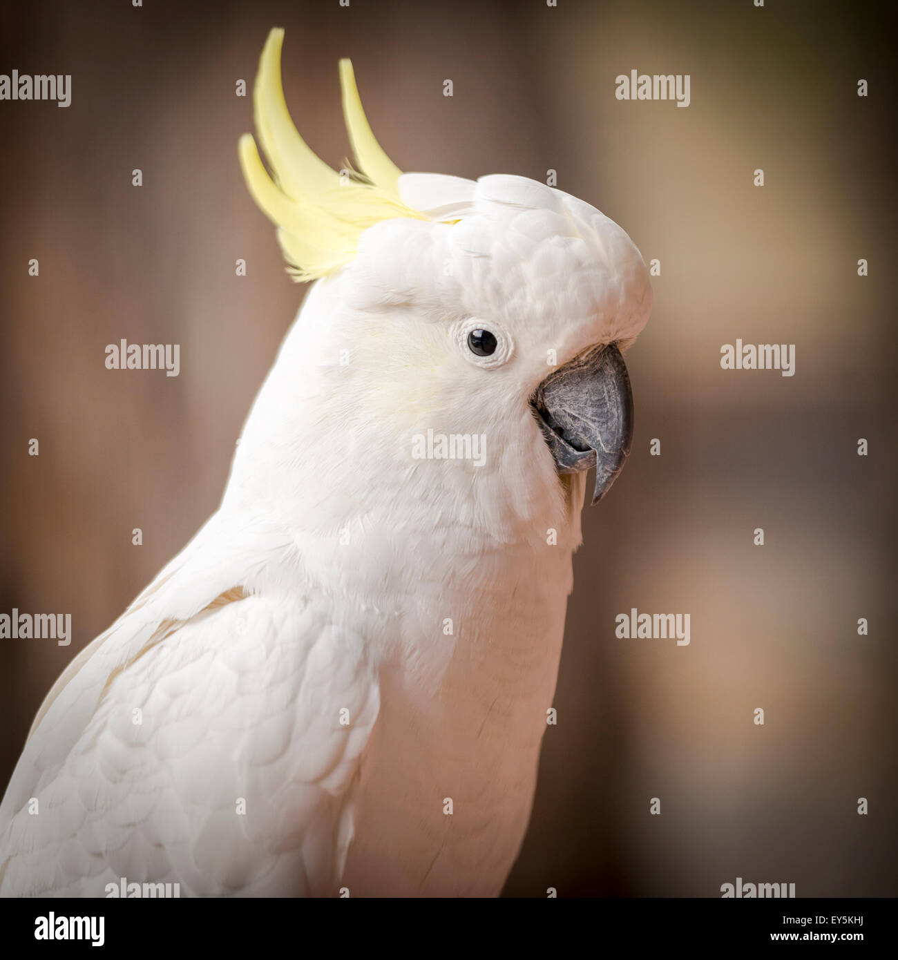 Piume di cacatua degli uccelli immagini e fotografie stock ad alta  risoluzione - Alamy