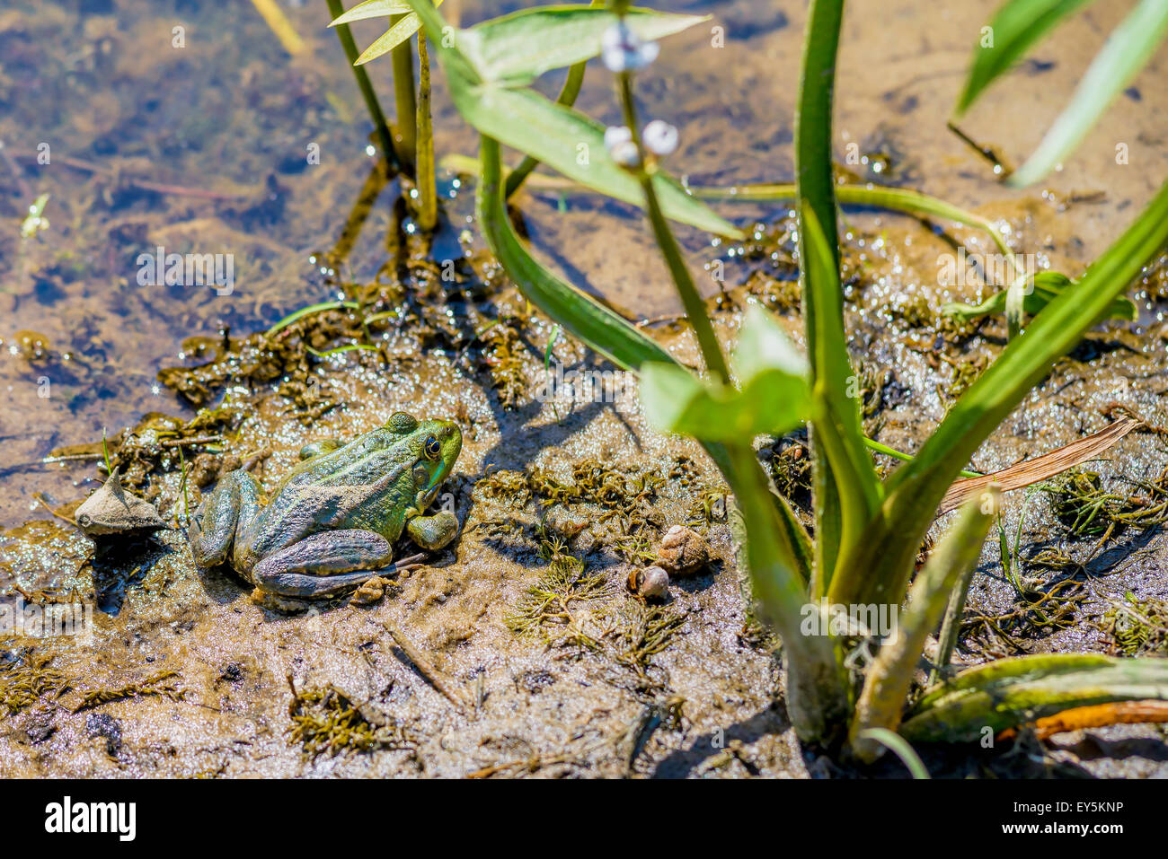 In prossimità di una rana verde vicino al fiume Dnieper a Kiev, Ucraina Foto Stock