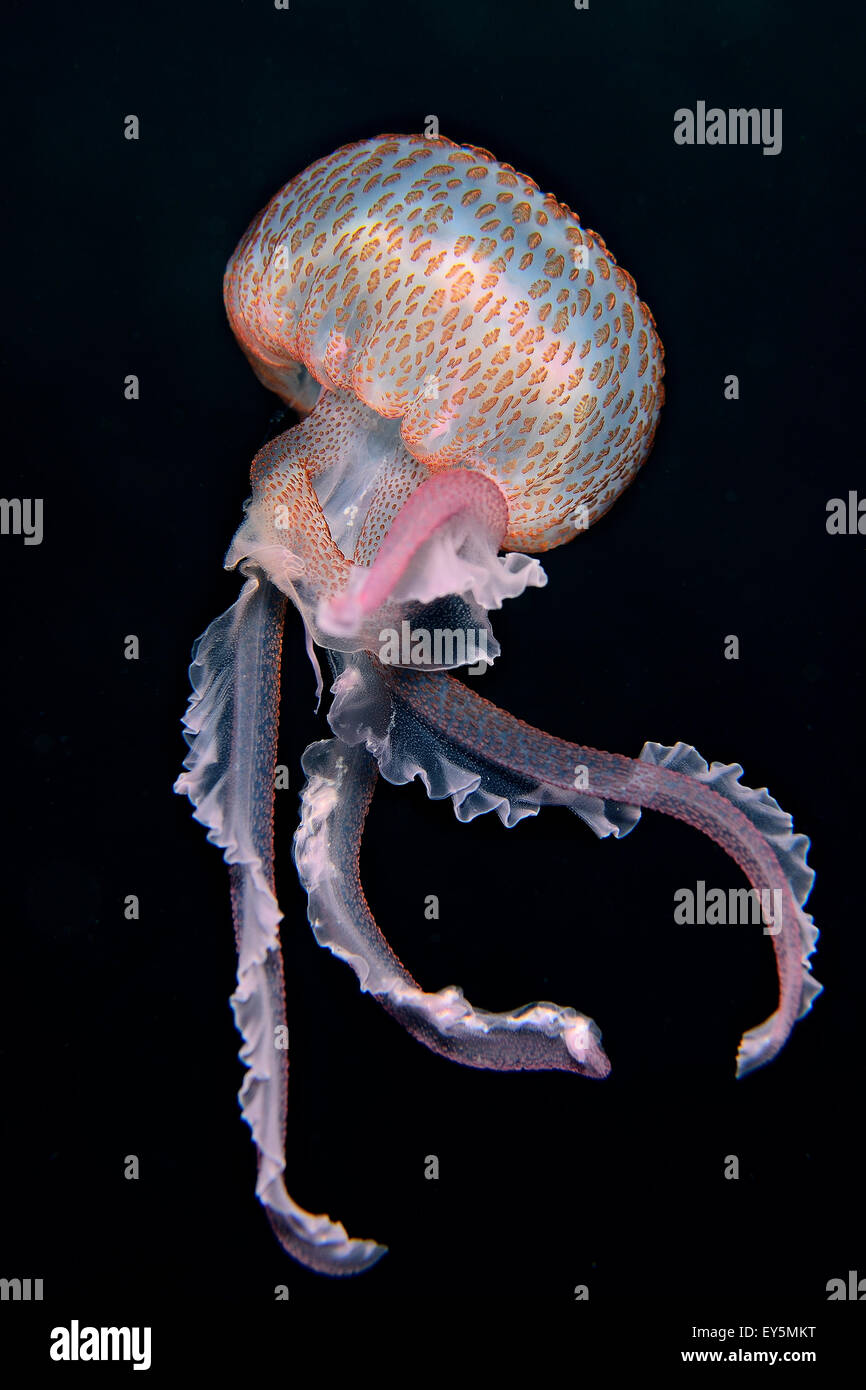 Malva meduse Stinger - Mediterraneo Spagna Foto Stock