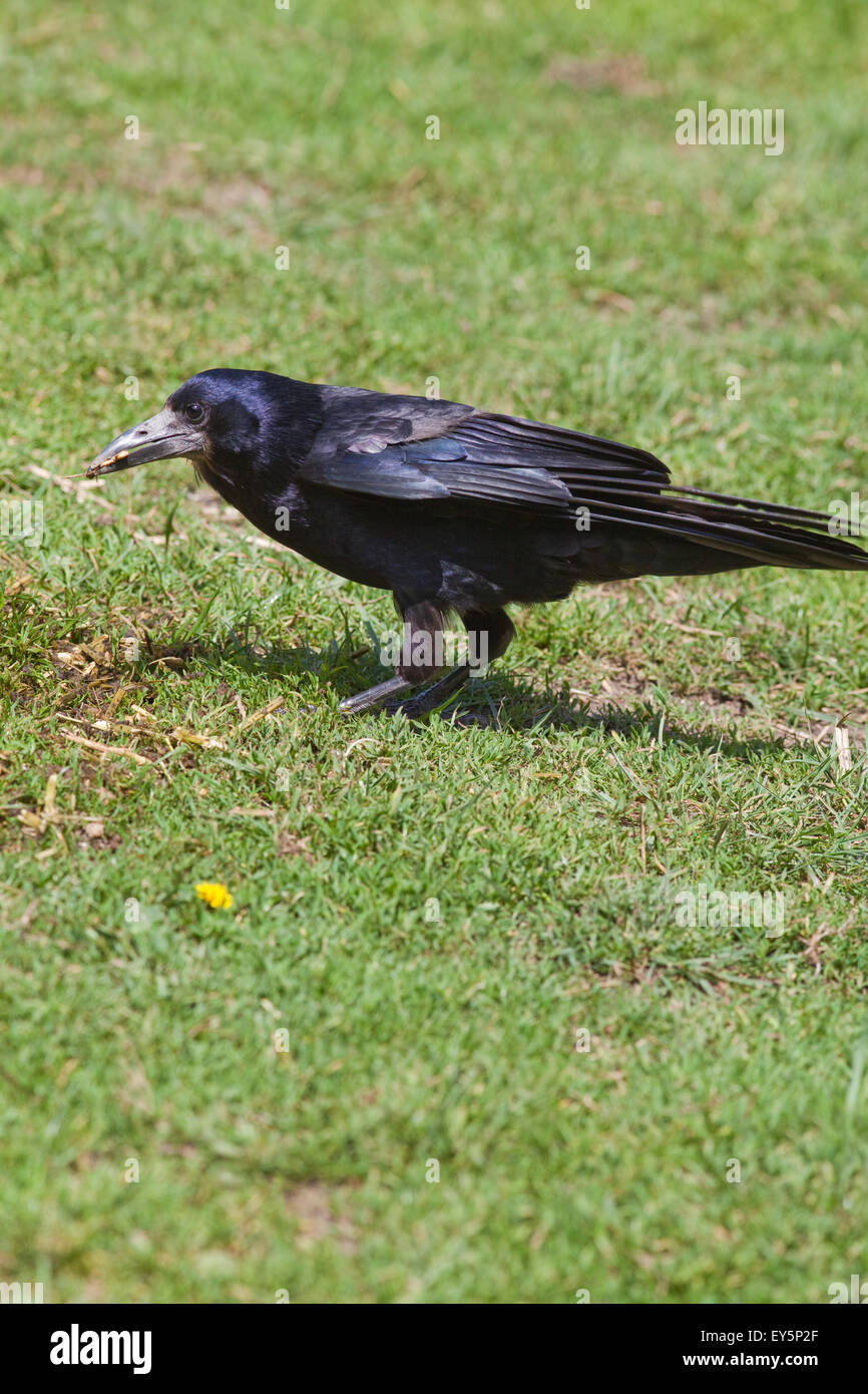 Rook (Corvus frugilegus). Adulto rovistando sul pascolo. Cambridgeshire. Giugno. Foto Stock