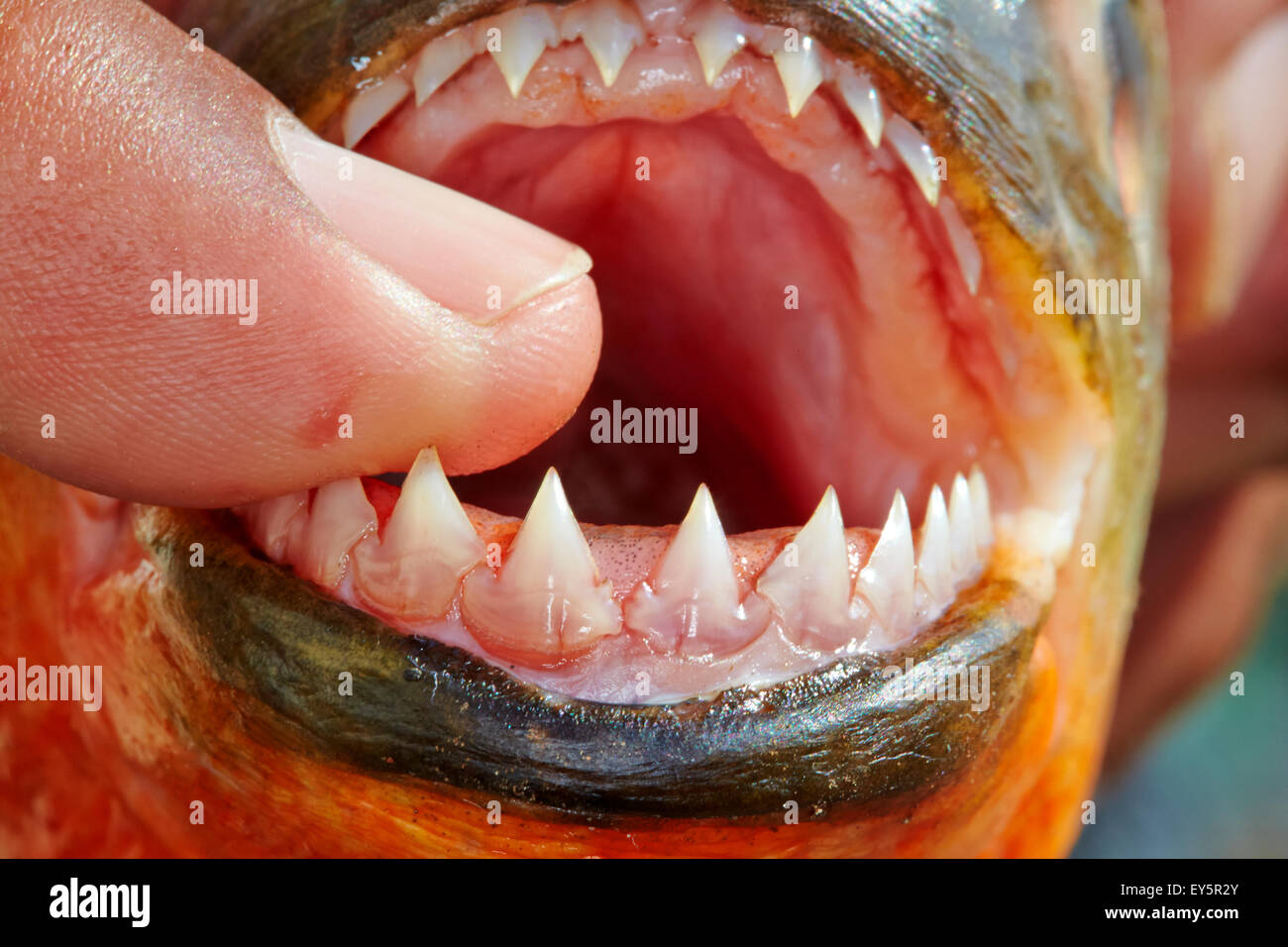 Denti da piranha immagini e fotografie stock ad alta risoluzione - Alamy