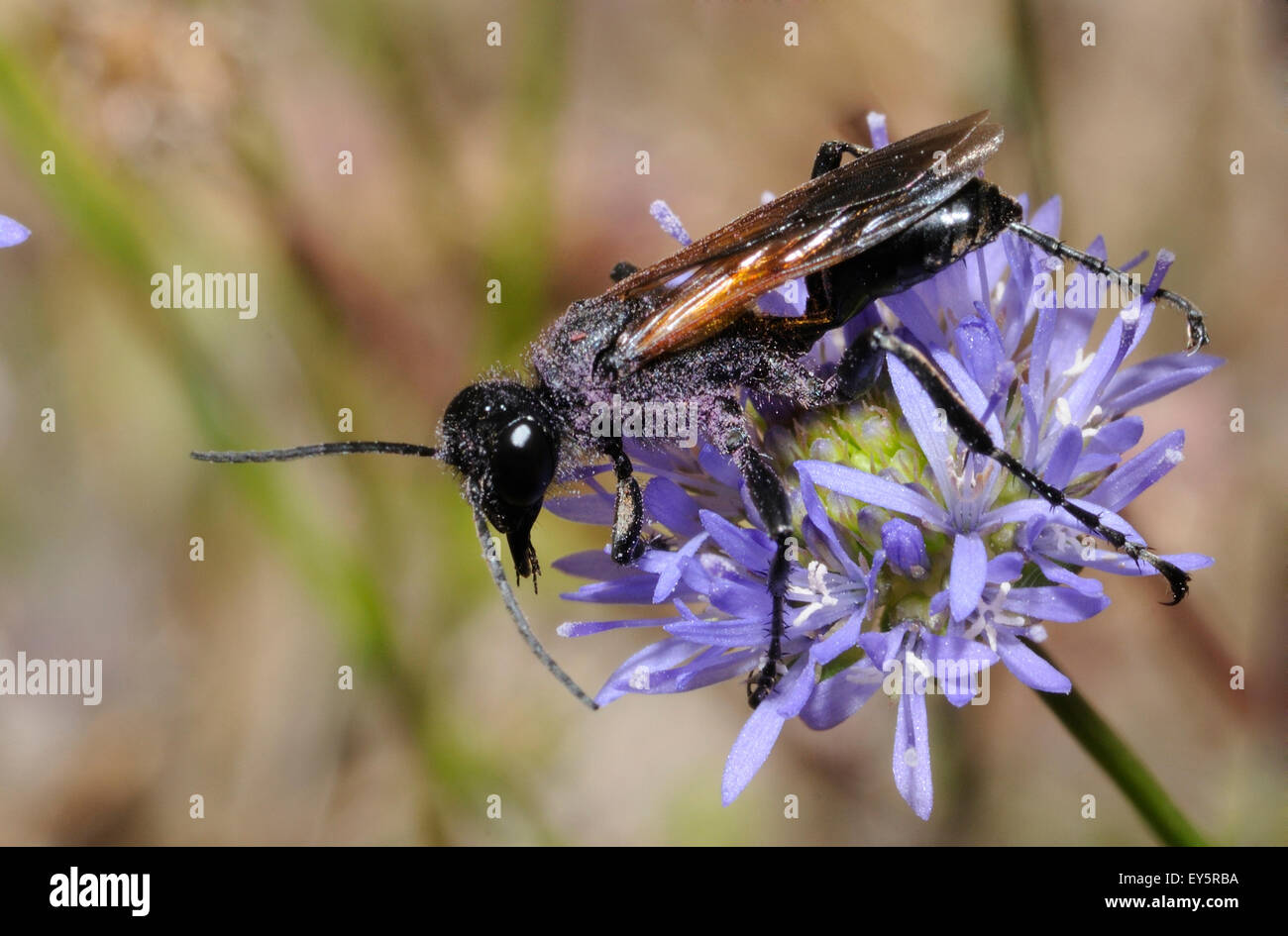 Sabbia pelose Wasp su pecora bit-flower - Aqutaine Francia Foto Stock