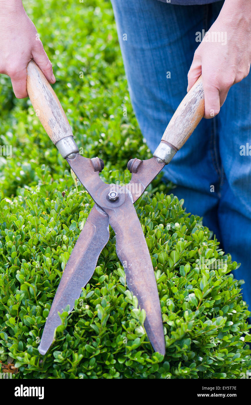 La potatura della siepe di bosso in un giardino con coppie di taglio Foto  stock - Alamy