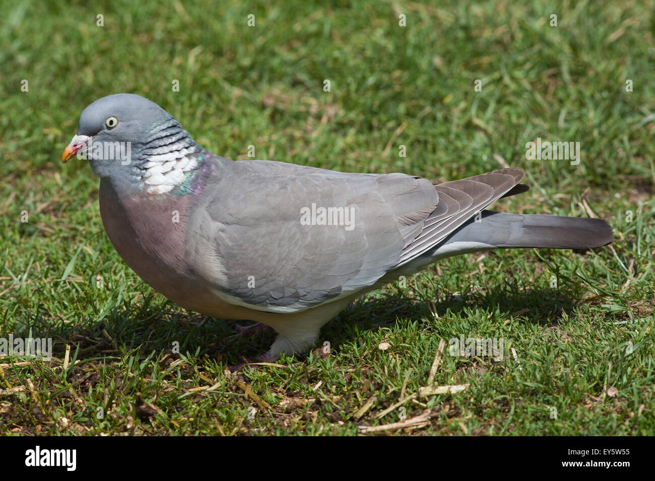 Woodpigeon (Columba palumbus). Sul terreno foraggio e gorging stesso da eventuali fuoriuscite di grano in mezzo scartato animali domestici Foto Stock