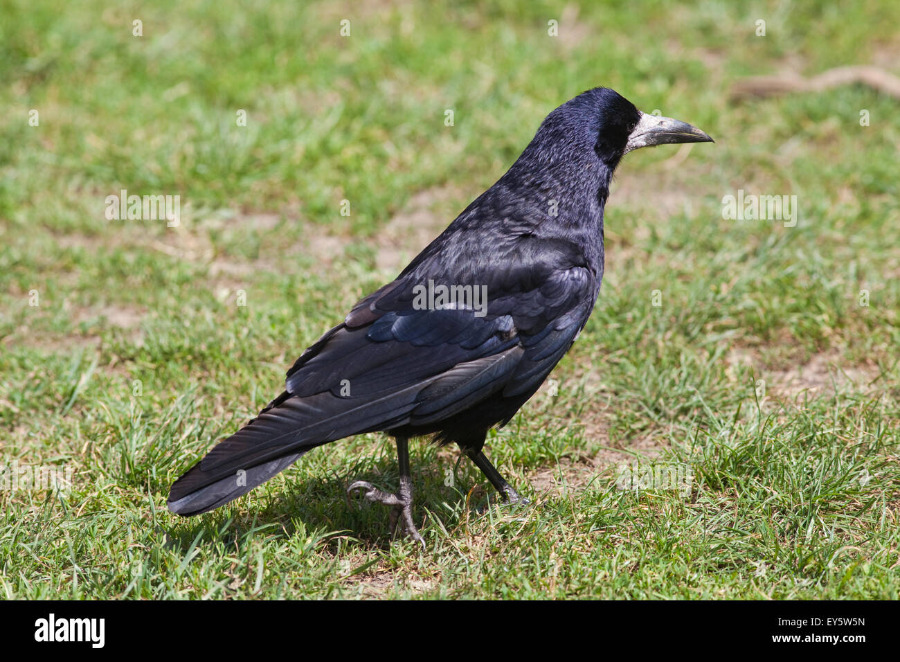 Rook (Corvus frugilegus). Adulto rovistando sul pascolo. Cambridgeshire. giugno. Foto Stock