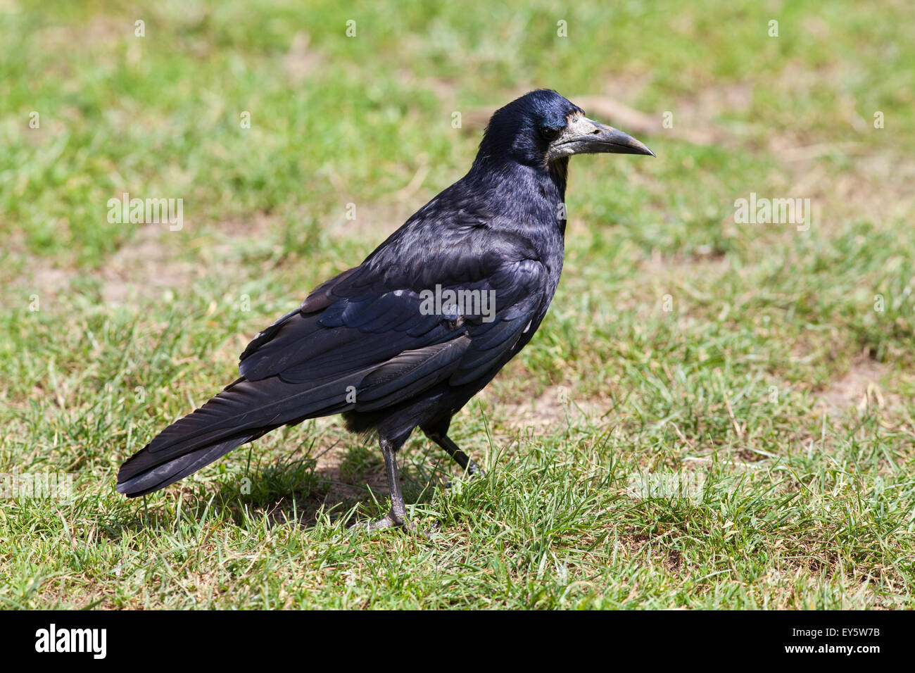 Rook (Corvus frugilegus). La ricerca di articoli alimentari in estate pascoli secchi. Foto Stock