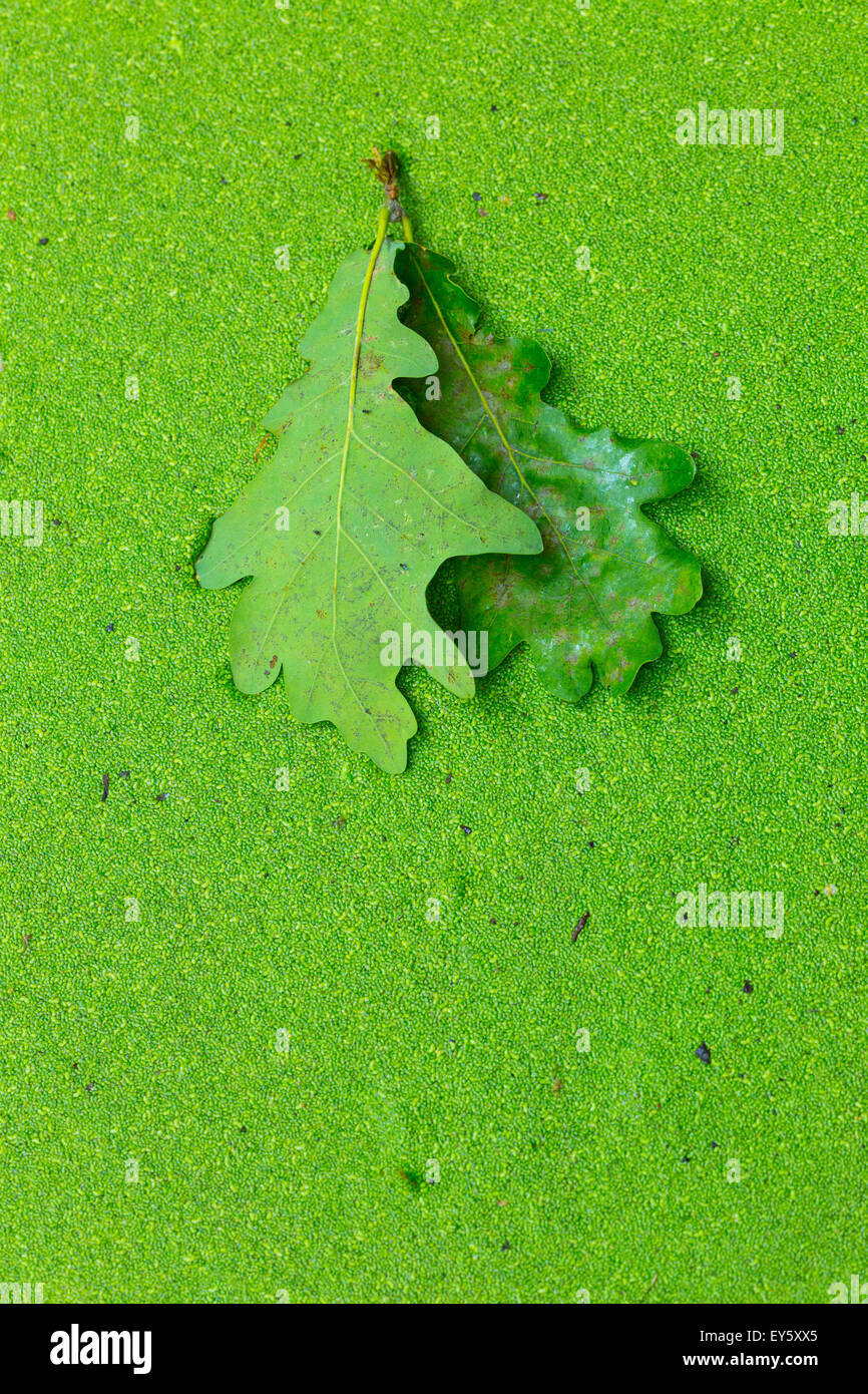 Inglese A Foglia Di Quercia Su Lenticchie D Acqua Foto Stock Alamy