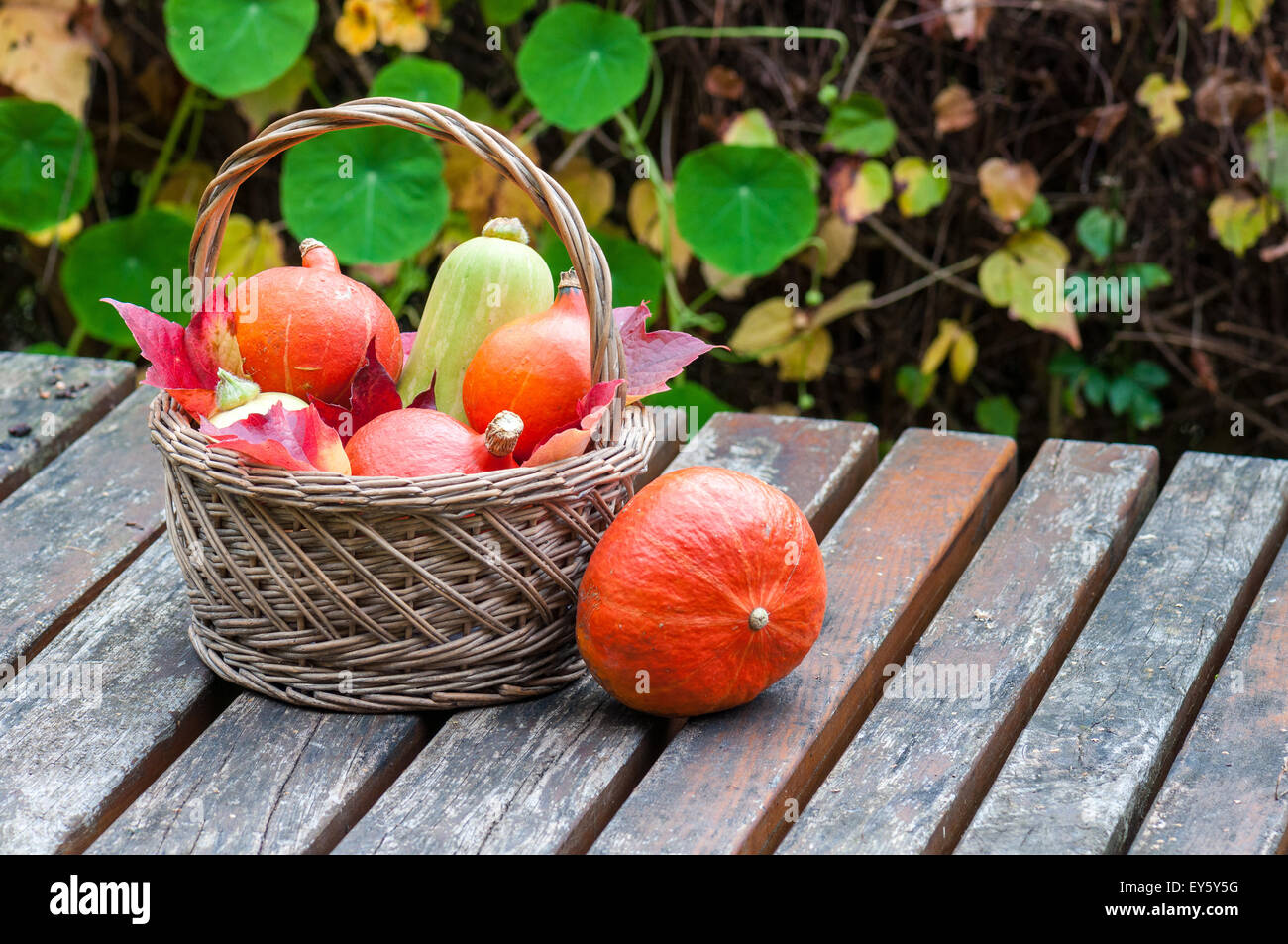 Raccolto di potirons potimarrons e zucche in autunno Foto Stock