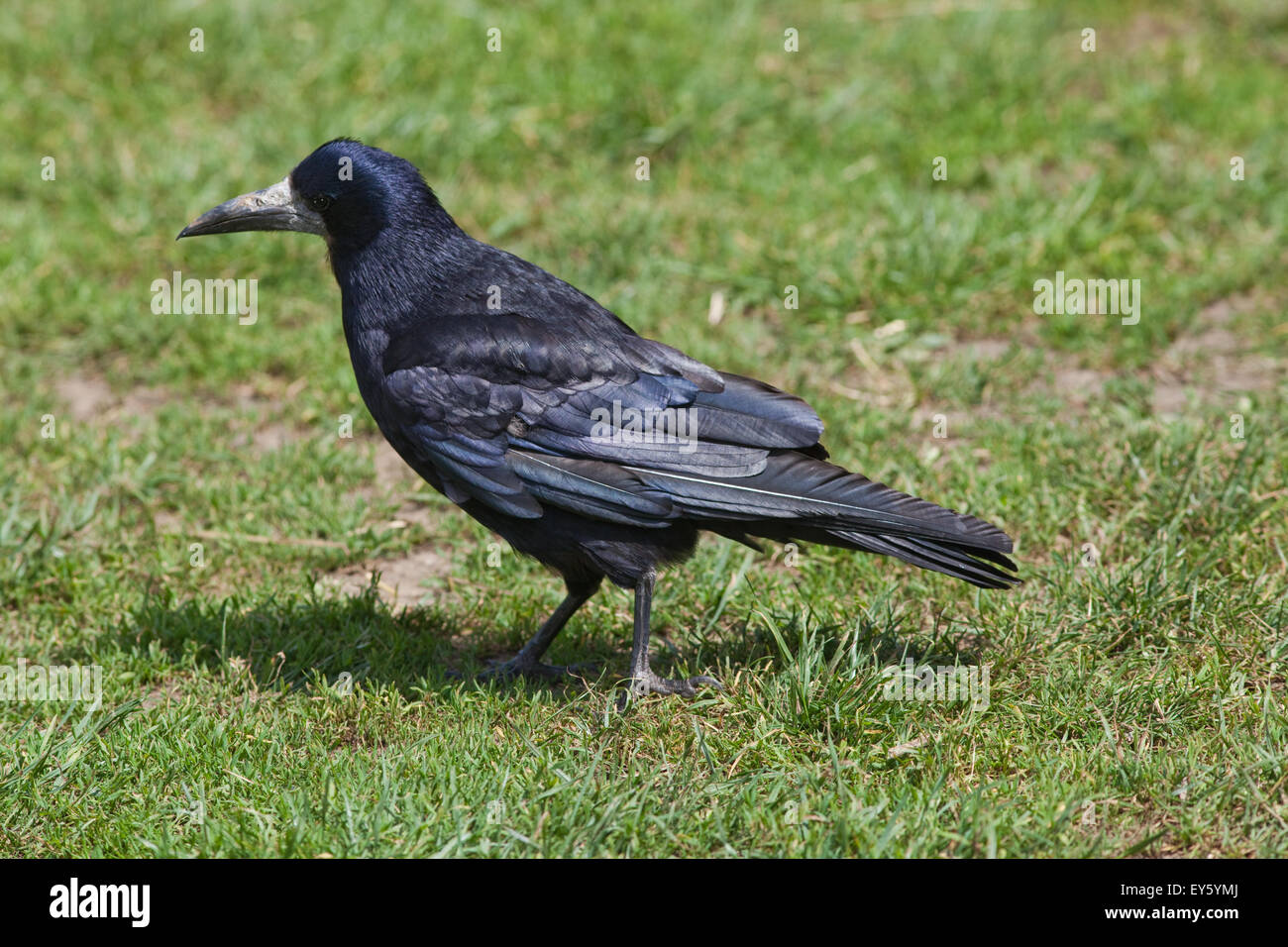 Rook (Corvus frugilegus). La ricerca di articoli alimentari in estate pascoli secchi. Foto Stock