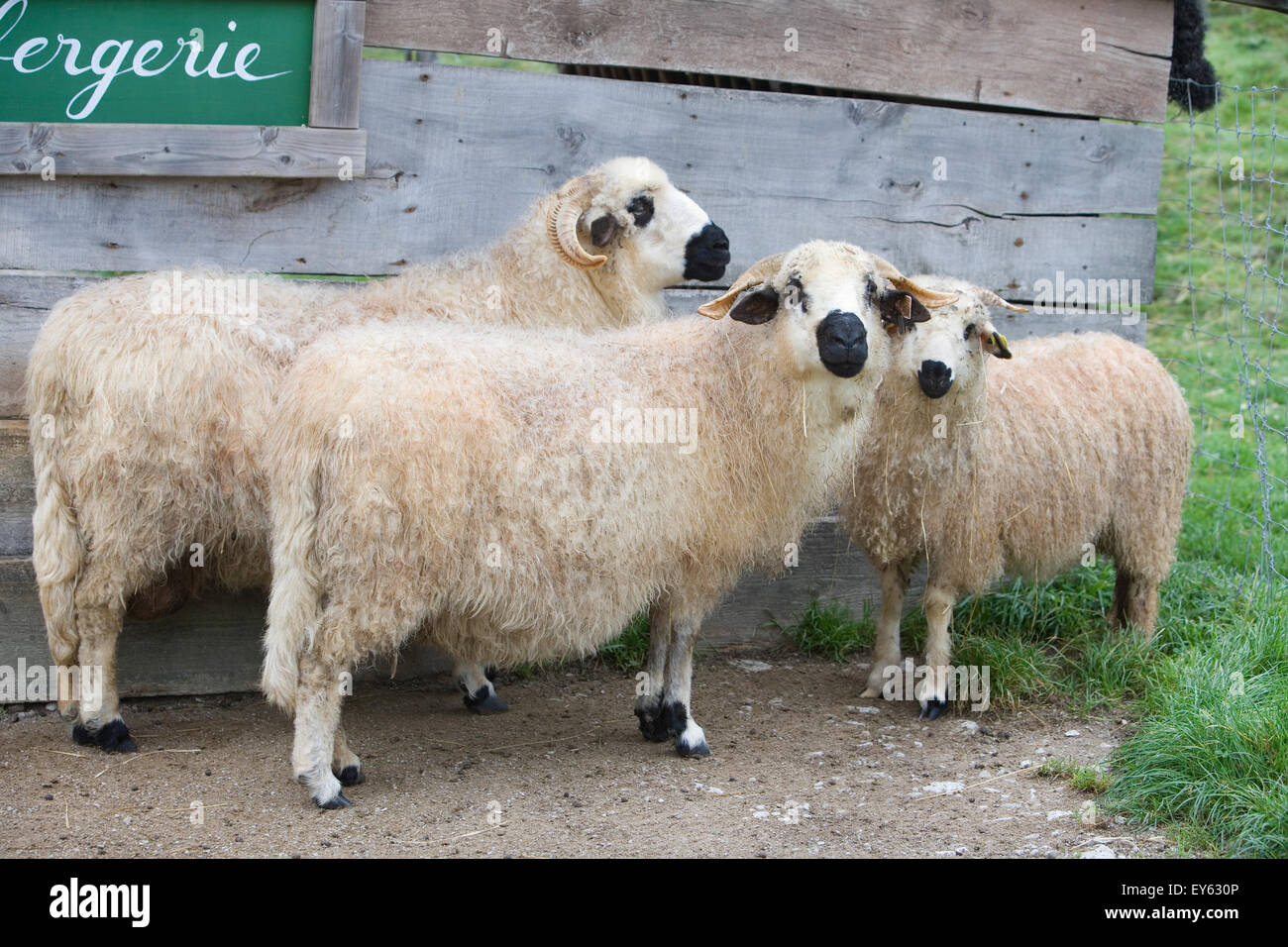 Pecore prima di un ovile - Francia parco animale Sainte-Croix Foto Stock