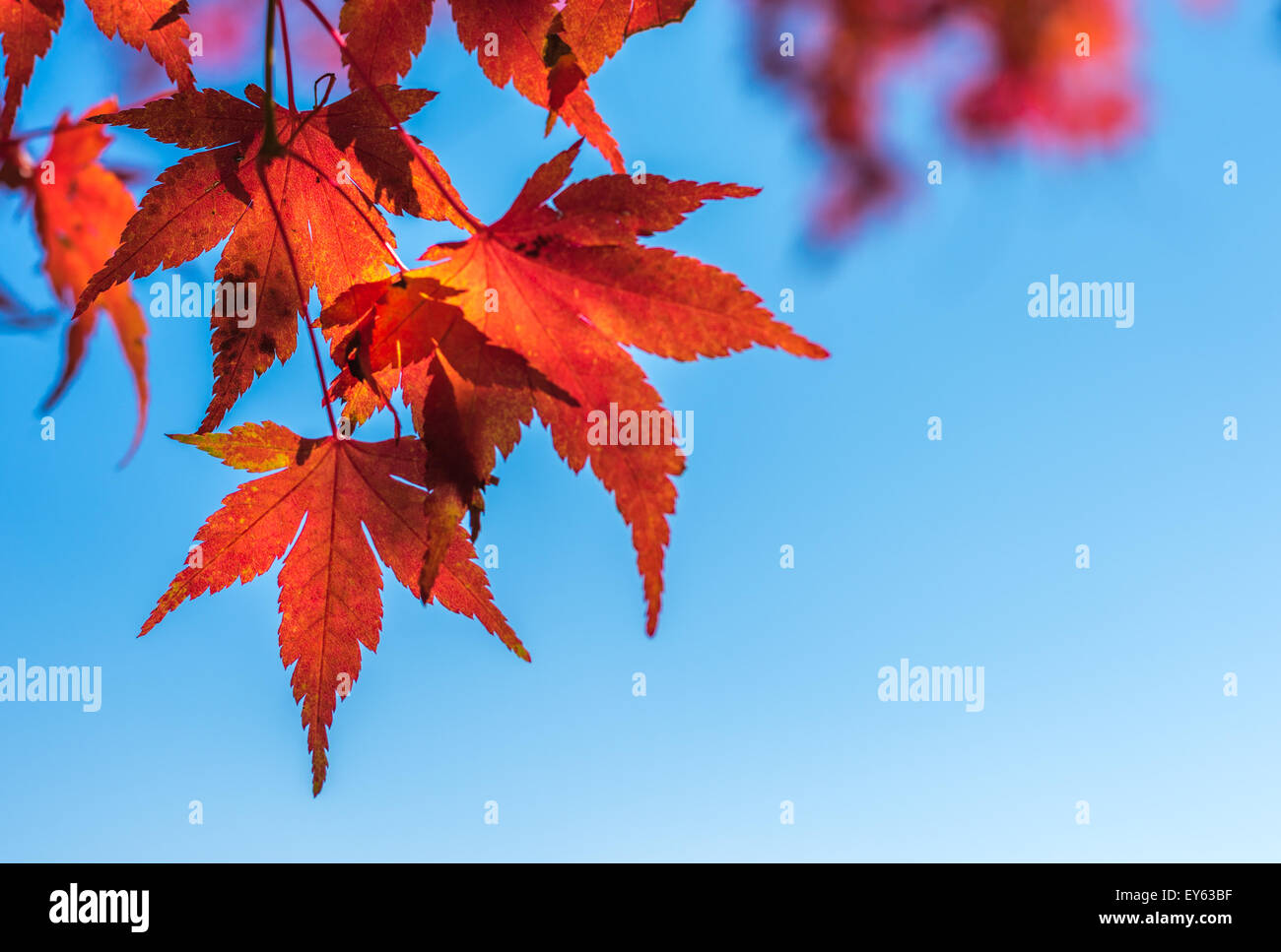 Foglie di autunno, molto superficiale la messa a fuoco Foto Stock