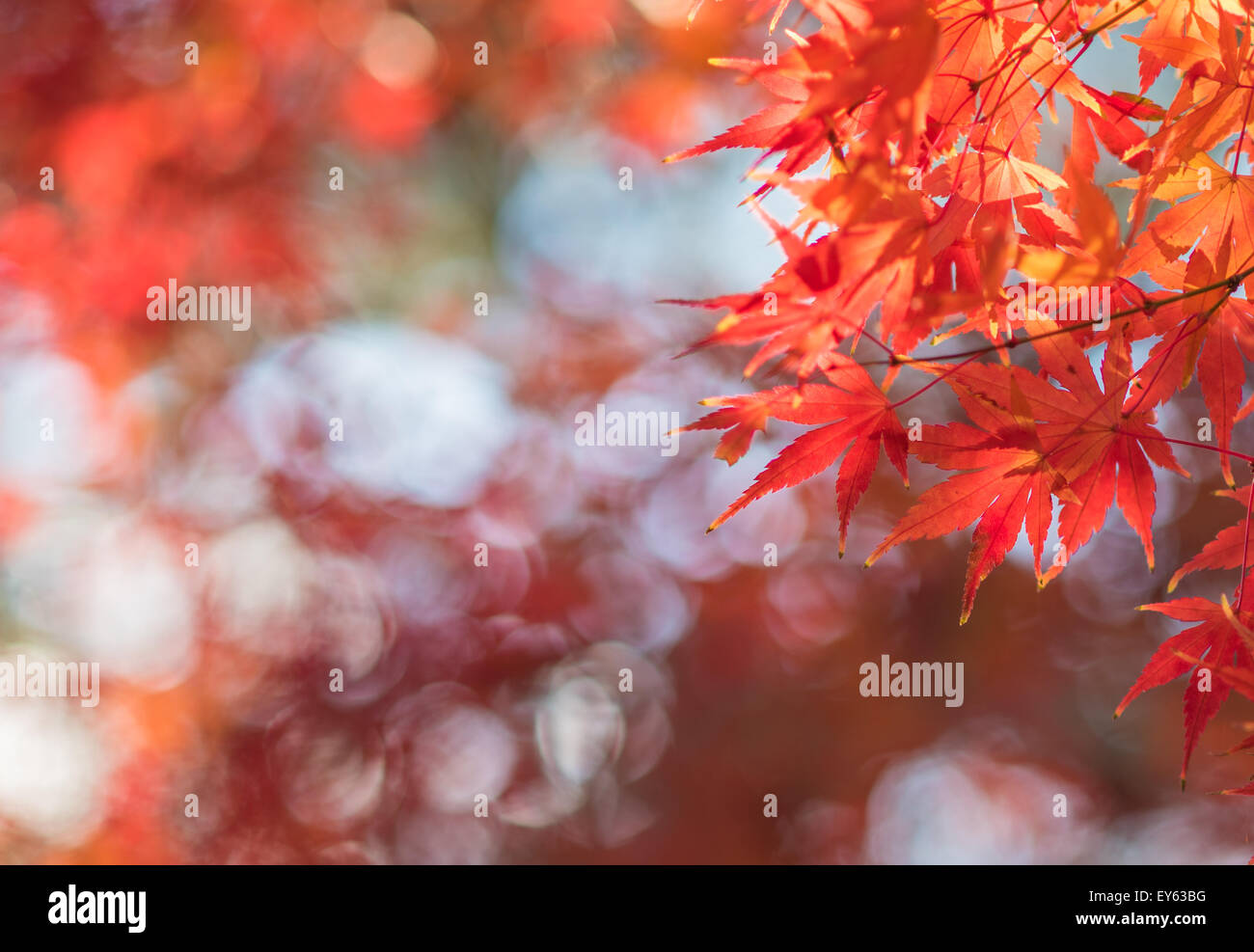 Foglie di autunno, molto superficiale la messa a fuoco Foto Stock