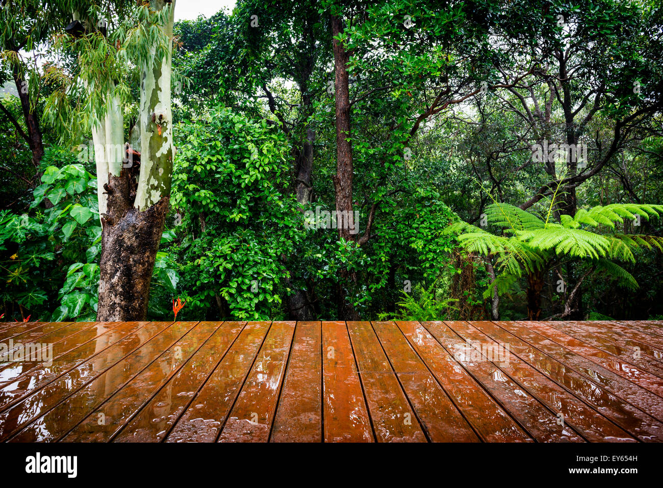 Pannelli in legno stendere in prospettiva alla lussureggiante giungla verde dietro Foto Stock