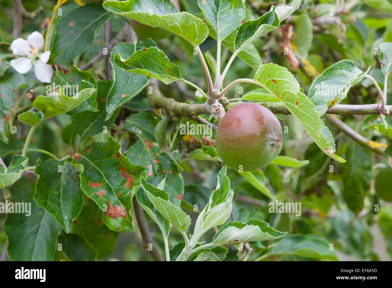 Apple frutto di sviluppo sulla struttura ad albero . Foto Stock