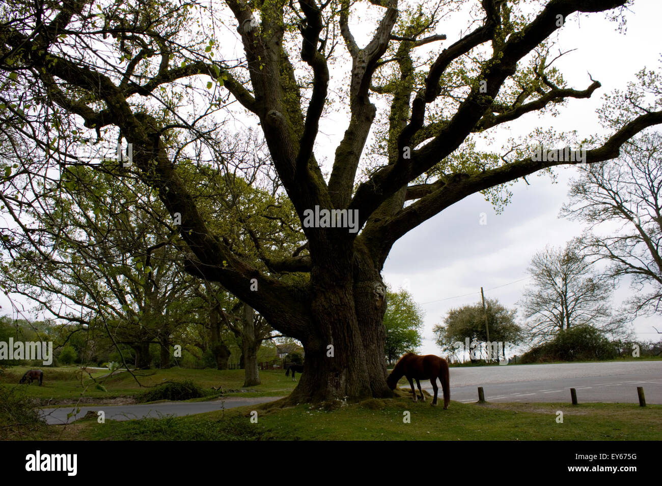 Nessuno pony del campionamento del lussureggiante verde del prato di Hampshire Nuovo della foresta, gratuito per il prelievo dato che la creazione di una foresta reale Foto Stock