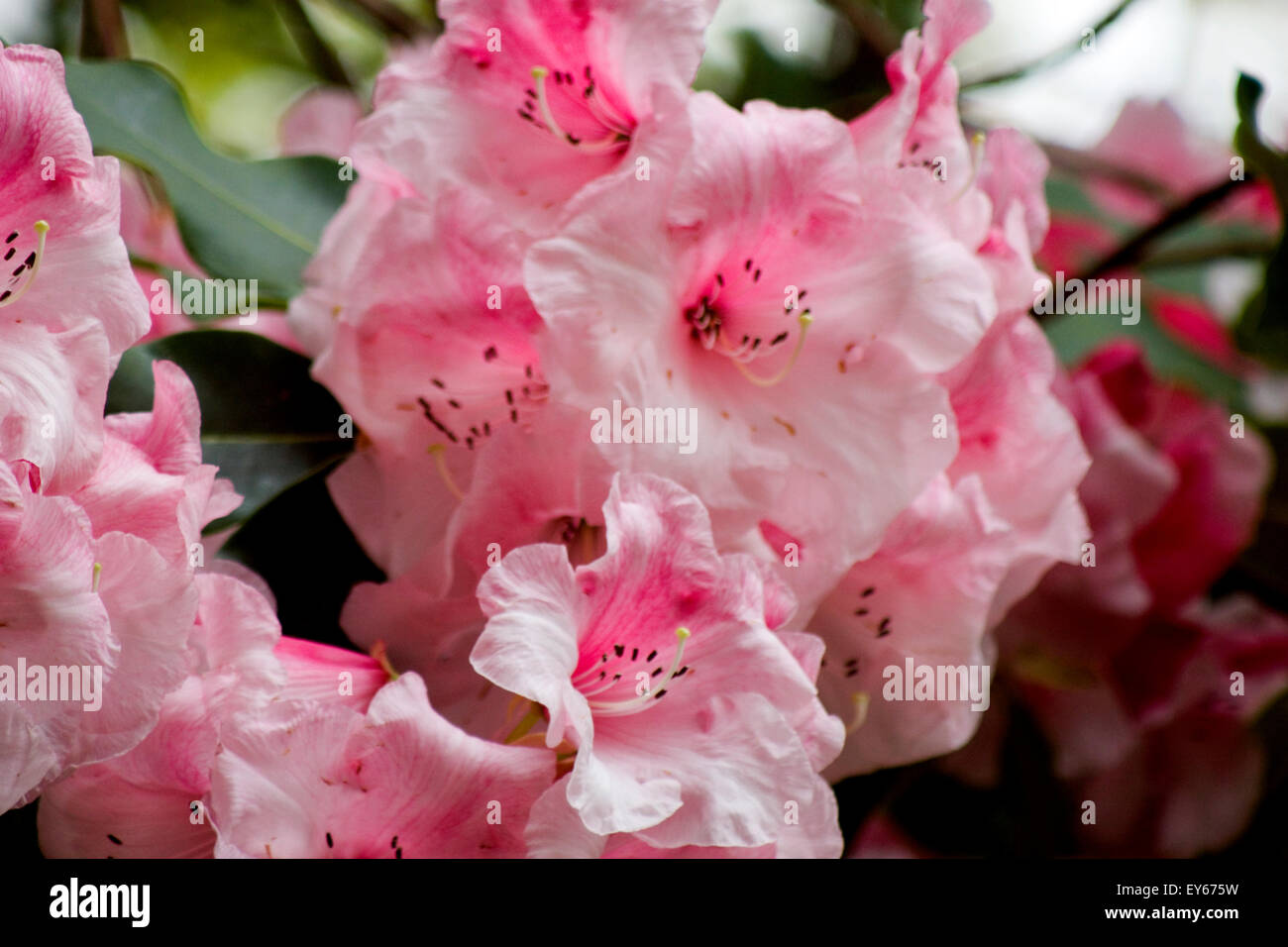 Una fioritura di rododendro in piena fioritura. Foto Stock