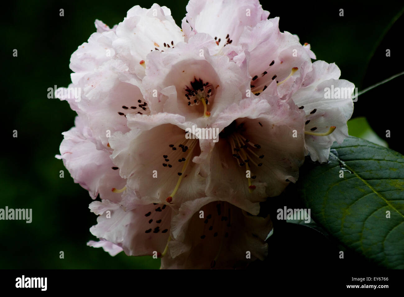Una fioritura di rododendro in piena fioritura. Foto Stock