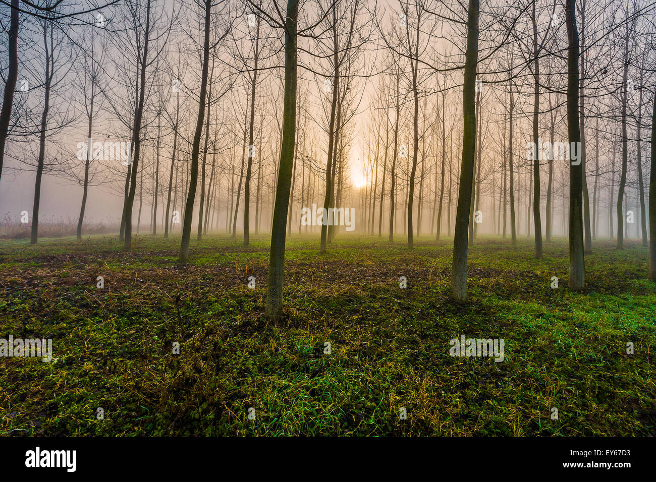 Veneto Fiume Sile parco naturale vicino a Casacorba Foto Stock