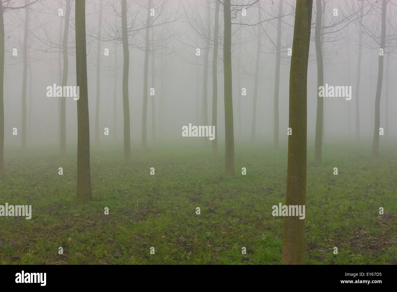 Veneto Fiume Sile parco naturale vicino a Casacorba Foto Stock