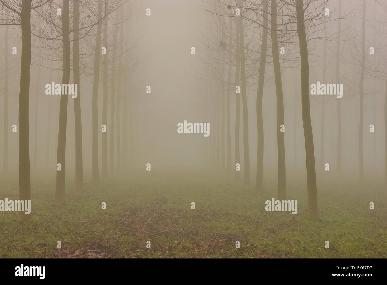 Veneto Fiume Sile parco naturale vicino a Casacorba Foto Stock