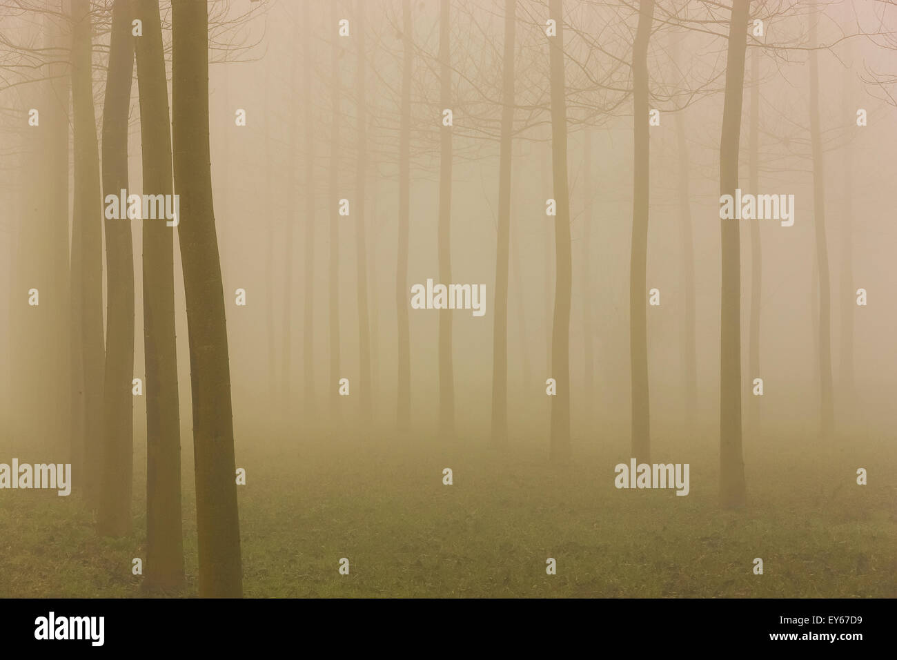Veneto Fiume Sile parco naturale vicino a Casacorba Foto Stock