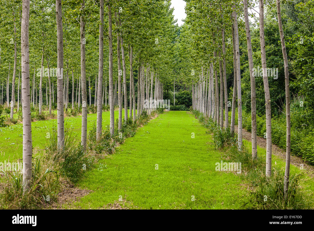 Veneto Fiume Sile parco naturale vicino a Casacorba Foto Stock