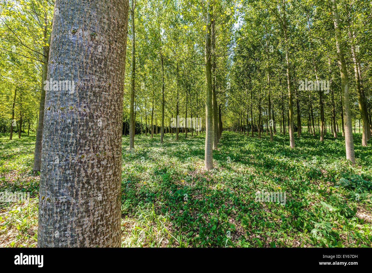 Veneto Fiume Sile parco naturale vicino a Casacorba Foto Stock