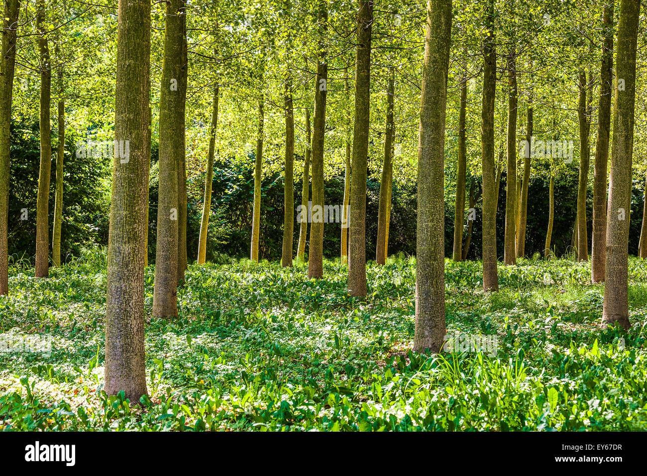 Veneto Fiume Sile parco naturale vicino a Casacorba Foto Stock