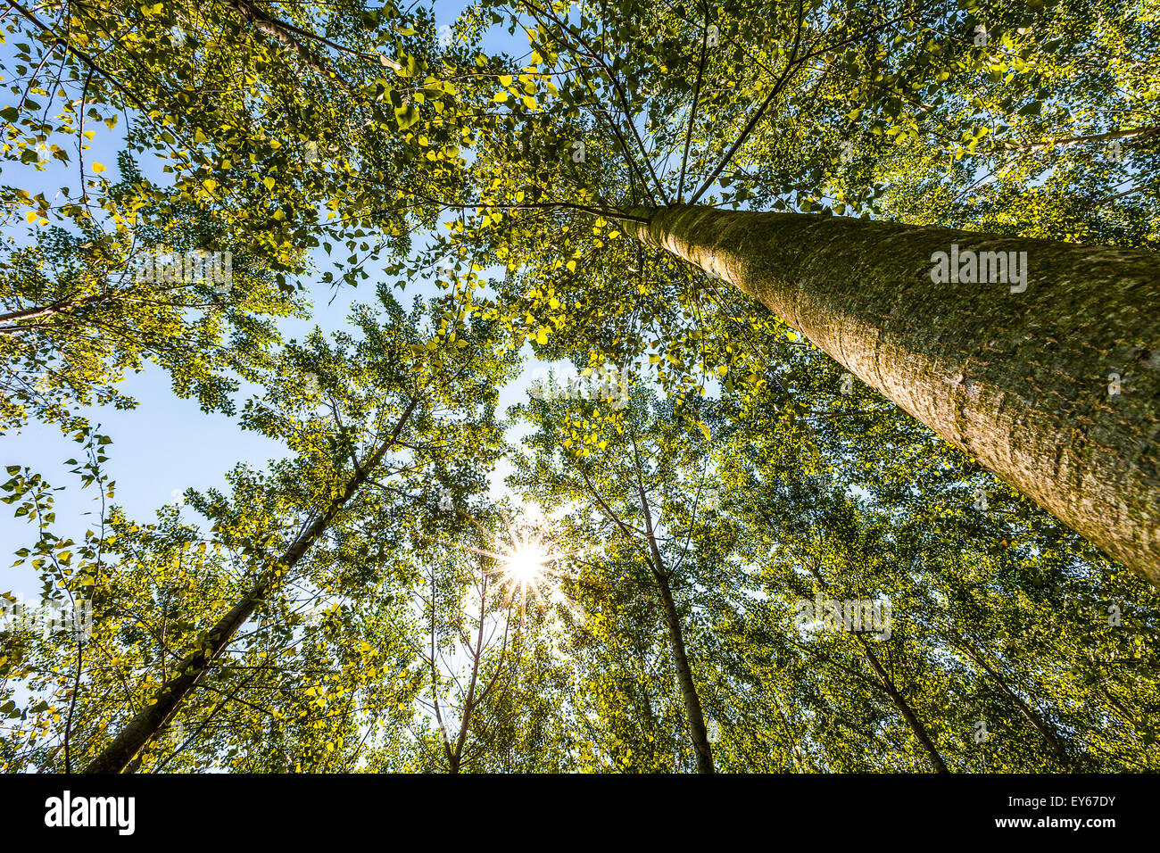 Veneto Fiume Sile parco naturale vicino a Casacorba Foto Stock