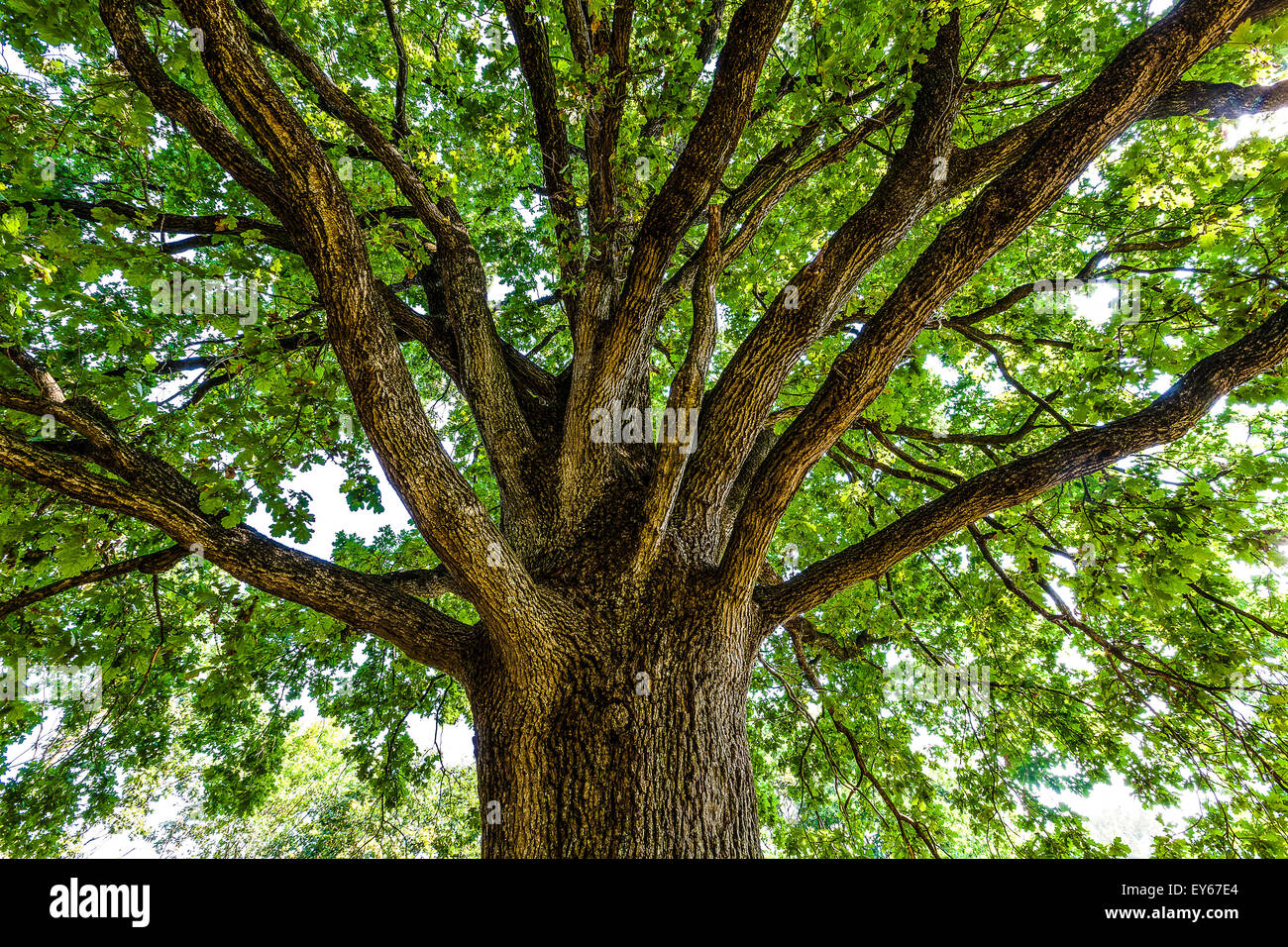 Veneto Fiume Sile parco naturale vicino a Casacorba Foto Stock