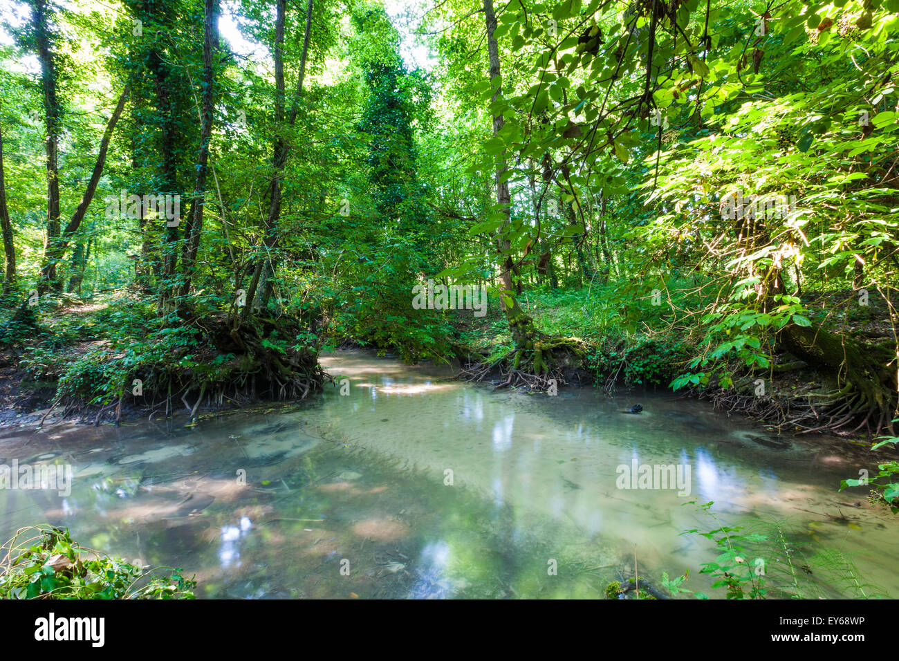 Veneto Fiume Sile parco naturale, fonti 'Il Fontanasso dea Coa Longa' Foto Stock