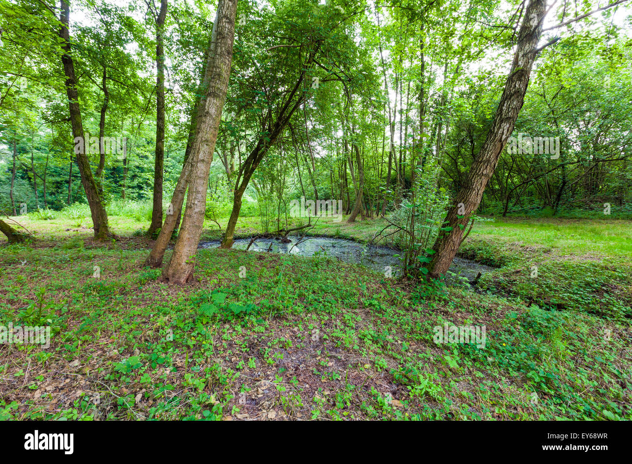 Veneto Fiume Sile parco naturale, Casacorba Foto Stock