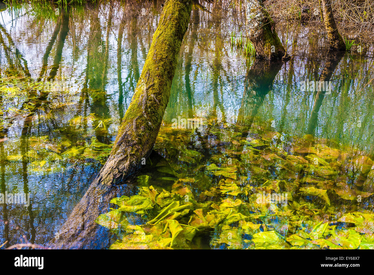 Veneto fiume Sile parco naturale - Oasi di Cervara Foto Stock