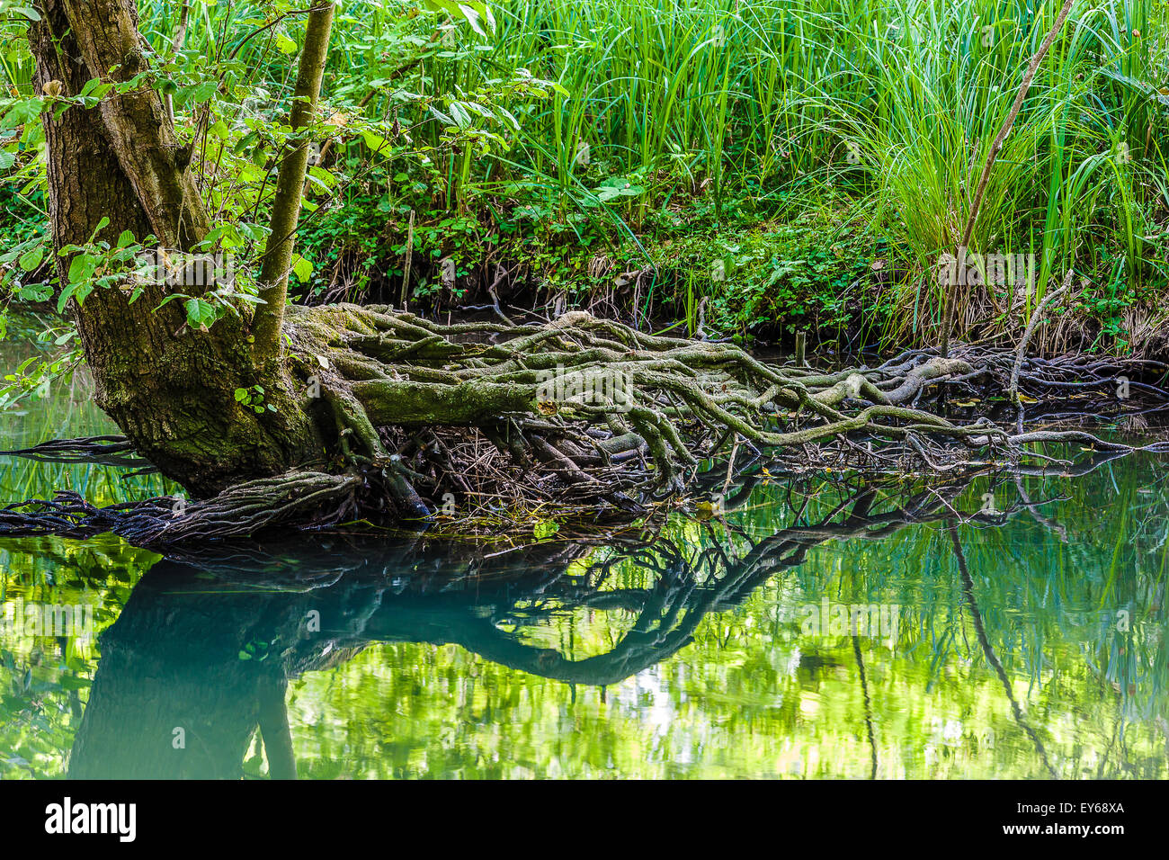 Veneto fiume Sile parco naturale - Oasi di Cervara Foto Stock