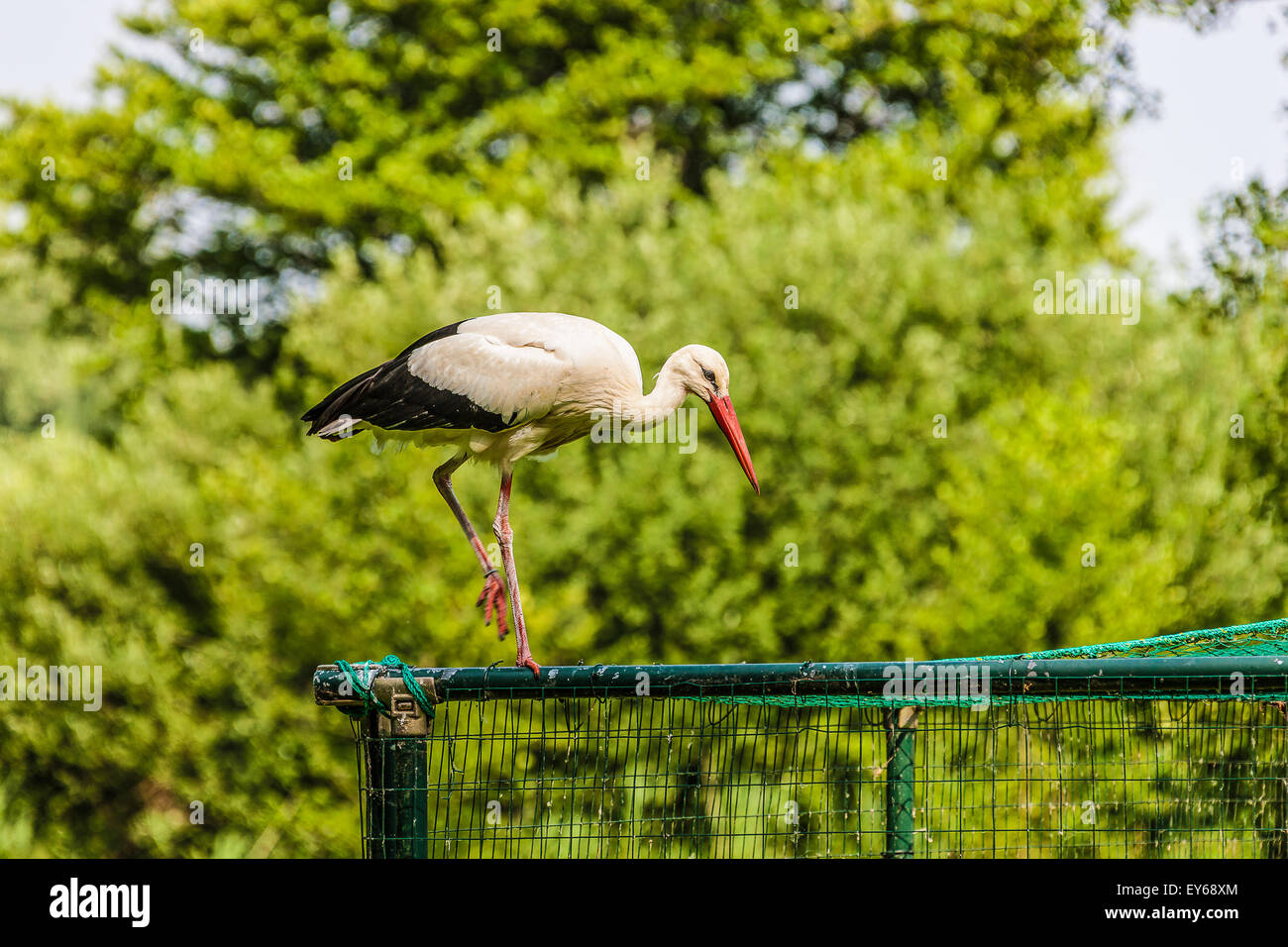 Veneto fiume Sile parco naturale - Oasi di Cervara -cicogna bianca Foto Stock