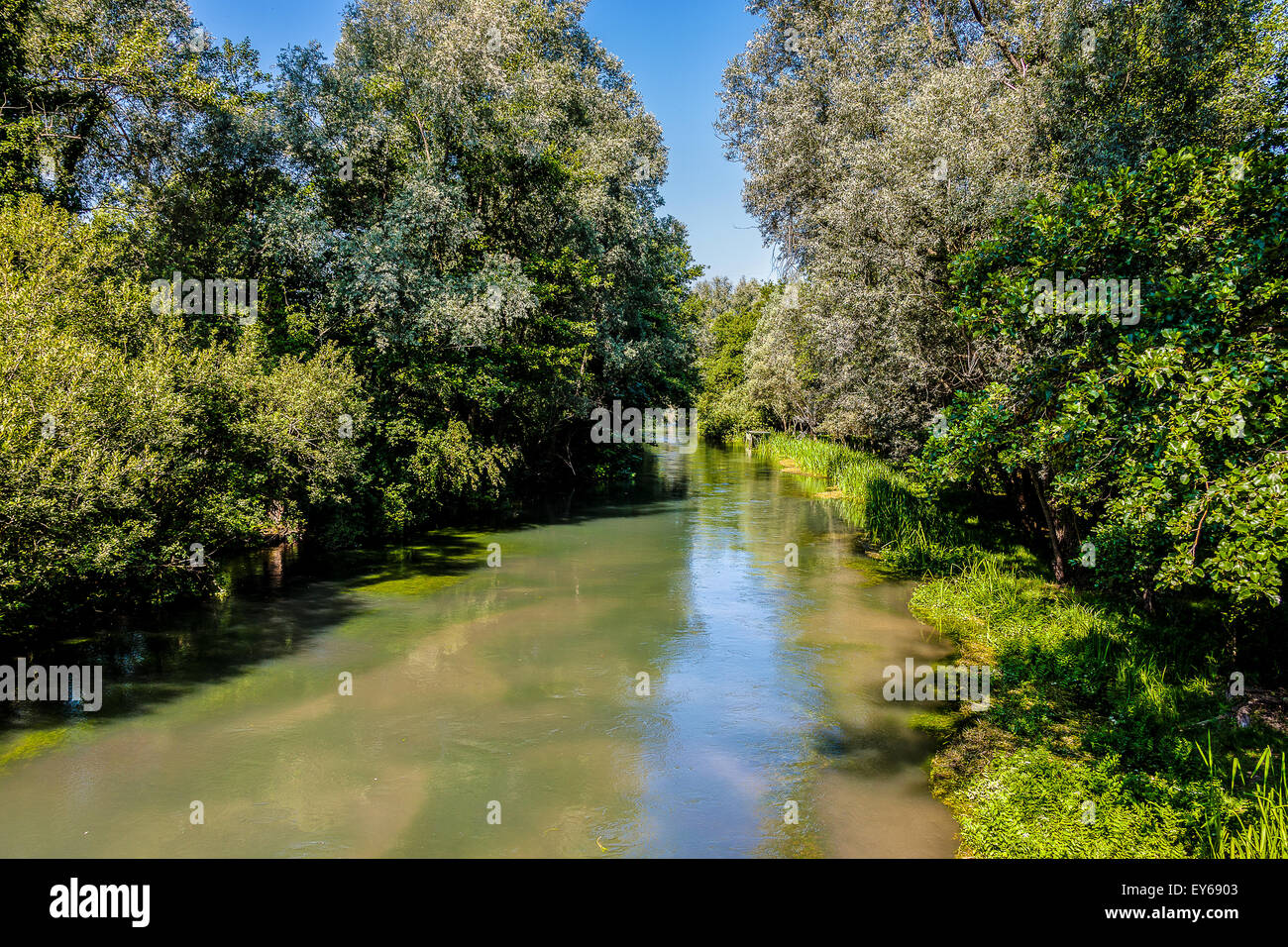 Veneto Fiume Sile Parco naturale - vicino a Santa Cristina Foto Stock