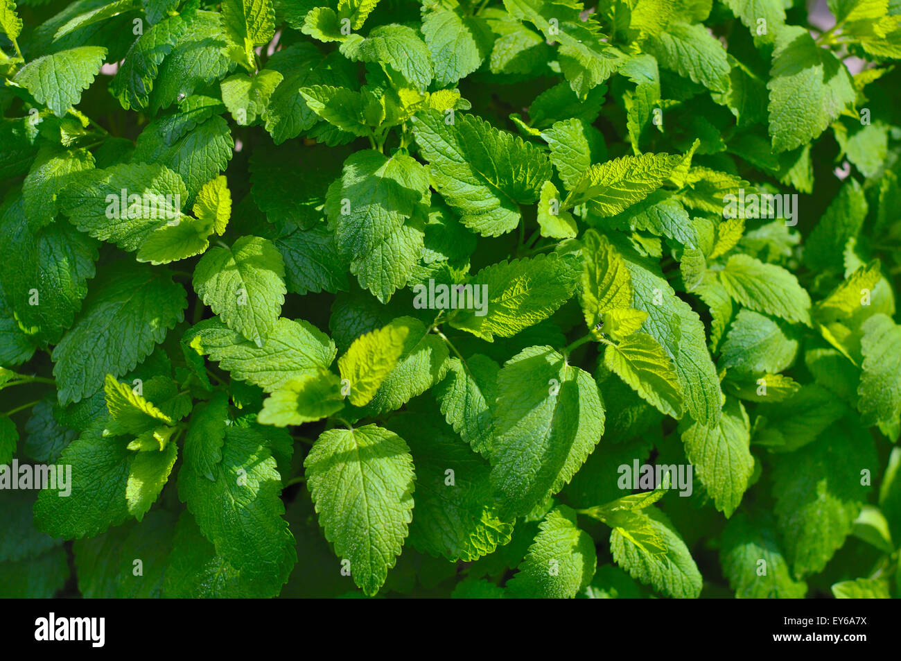 Foglie giovani Melissa (Melissa officinalis L.) ander la luce diretta del sole Foto Stock
