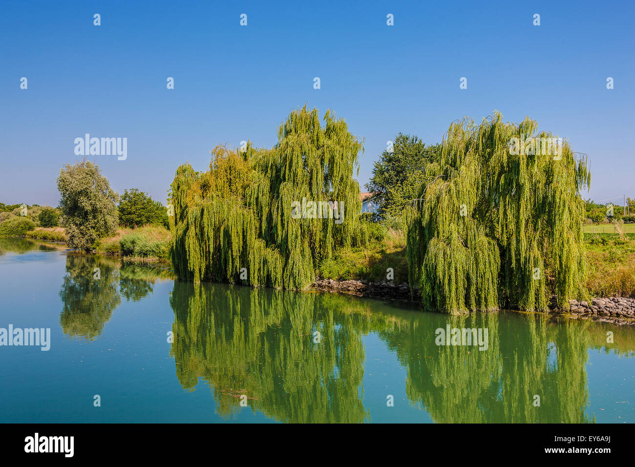 Veneto Parco naturale del fiume Sile - Trapelade Foto Stock