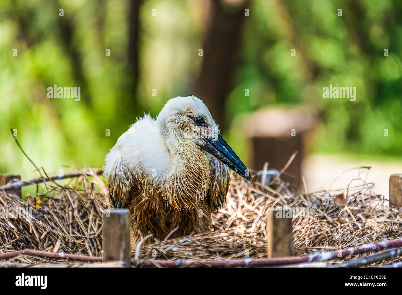 Veneto fiume Sile parco naturale - Oasi di Cervara -cicogna bianca Foto Stock
