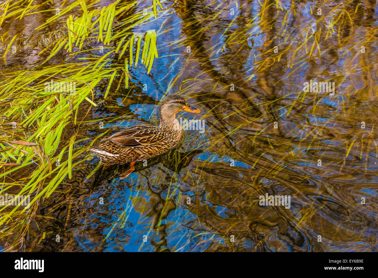 Veneto fiume Sile parco naturale - Oasi di Cervara -canapiglia Foto Stock